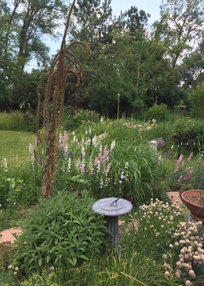a dead mullein spike next to pink and white annual larkspur, and a sundial and other plants in the foreground